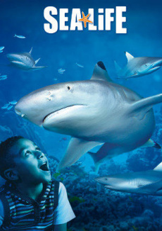 Sea Life